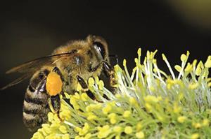 Glyphosate could harm bees, finds study