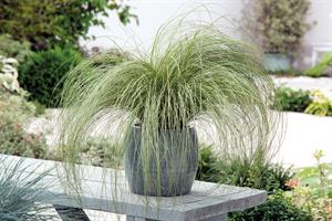 Carex
