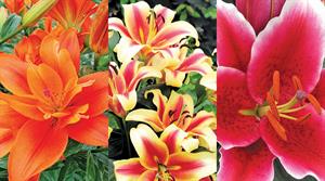 New Plants Radar: Lilies | HortWeek