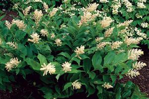 Maianthemum