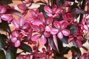 hedera helix zimmerpflanze Gemeiner Efeu 'Pittsburgh' - Hedera helix pittsburgh