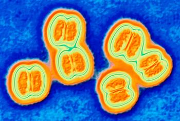First vaccine for meningitis B 'imminent'
