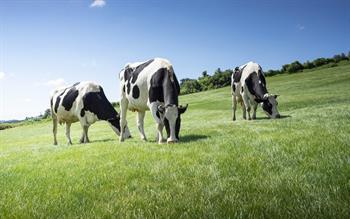 Three Friesian cows grazing on a sloping field