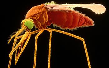 Malaria prevention guidelines updated