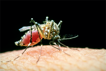 Immunisation: Long-stay and remote travel vaccinations