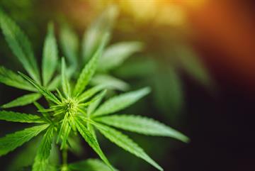 RCGP sets out advice for GPs on prescribing cannabis