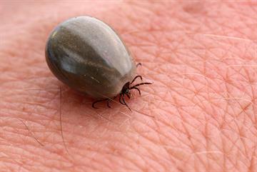 Early diagnosis of Lyme disease