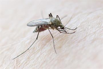 66 UK patients diagnosed with Zika virus after travelling to affected areas