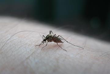GPs warned of mosquito-borne disease surge