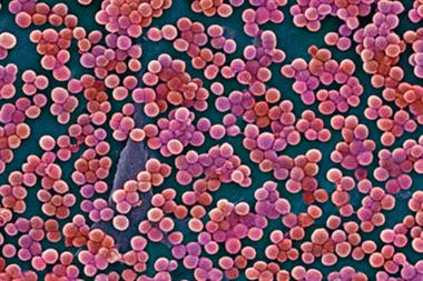 MRSA was isolated from 14 of the 100 tourniquets studied by the microbiologists (Photograph: SPL)