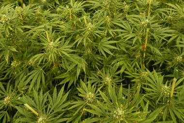 Cannabis: NHS use of oral spray ruled out by NICE