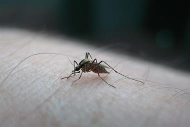Mosquito-borne disease warning for GPs