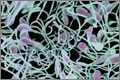 Sperm will be physically blocked by the silicon plugs - if they pass the first plug the second plug will stop them