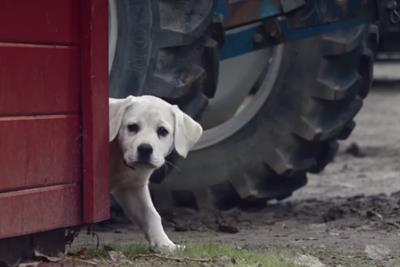 Budweiser: ‘lost dog’ was the most-shared ad across social media during Super Bowl XLIX