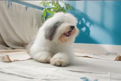Old English Sheepdog used in Dulux ads