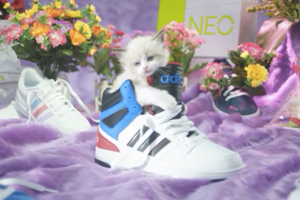 A kitten in a sneaker. Why? Because internet