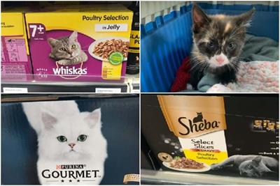 Cat food: Whiskas, Sheba, Purina Gourmet