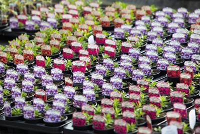 rows of small potted plants