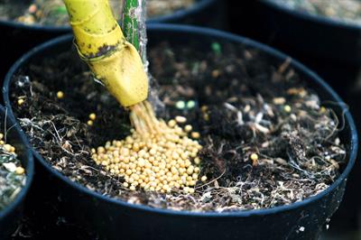  Controlled-release fertiliser applied to nursery crops - image: Everris