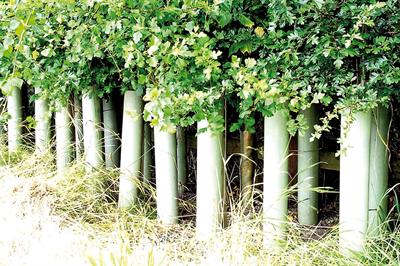 Tubex: tree shelters are designed to protect and enhance the growth of young plants - image: Green-tech