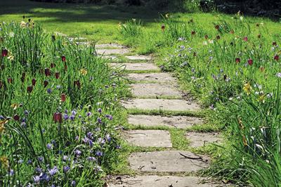 Paving slab pathway through flowers in grass