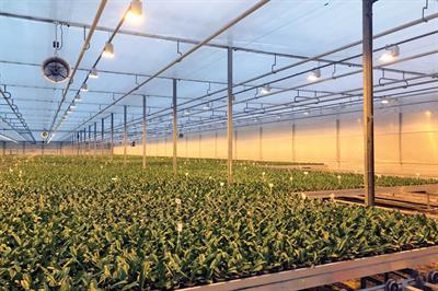 Double screening systems in a glasshouse