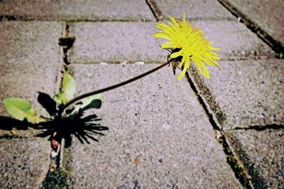 Dandelion growing in a pavement crack