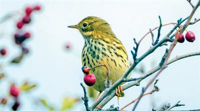 Bird on a branch with berries - credit: Getty Images (all other images Floramedia)