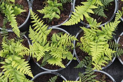 Ferns in plant pots