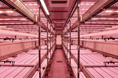 Growing closer to consumers in towns and cities reduces food miles - credit: Cambridge HOK