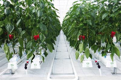 Valley Grown Nurseries is a division of parent company Valley Grown Salads - credit: Valley Grown Nurseries