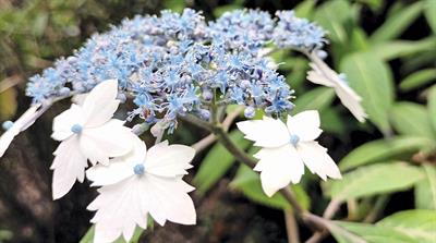 Hydrangea stylosa: fimbriate ray flowers