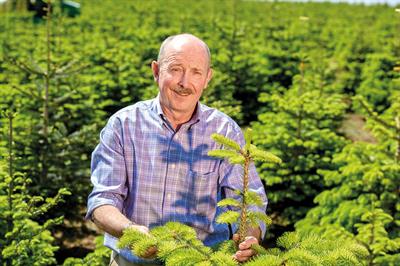William Rose, Owner, Fillingham Christmas Trees - image: Fillingham Christmas Trees