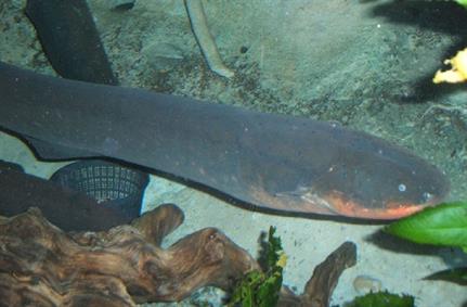 Multiple recommendations issued to defend against Electricfish tunneling malware