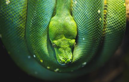 Snake ransomware attack hits power company Enel Group
