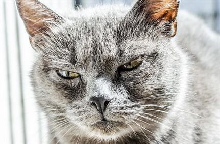 Cisco firewalls, routers and switches compromised by Thrangrycat - just don't call it a backdoor...