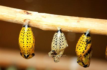 Microsoft reports evolution of Dexphot malware using increased complexity to evade detection