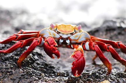 GandCrab ransomware evolves, scuttles back with new functionality