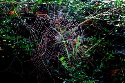 Updated Azorult malware for sale on the Dark Web