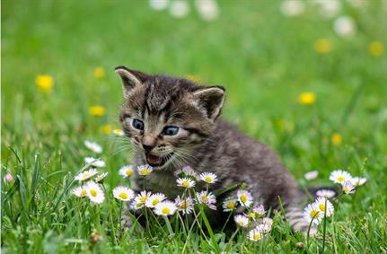 Domestic Kitten malware campaign targets Iranians