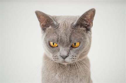 Kitten loses its charm - Microsoft takeover of 99 Iranian websites