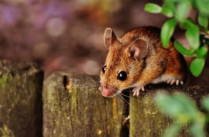 LuckyMouse using legitimate security certificate to evade traps