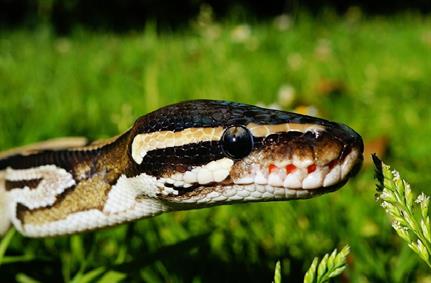 Python 0wned: malicious snakes on a cloud?