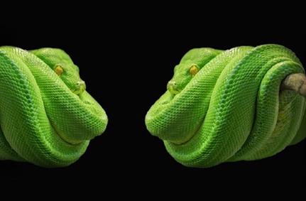 Millions knowingly putting their systems at risk of the next WannaCry by failing to update from Python 2