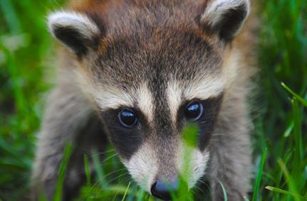 Racoon malware found stealing data from multiple apps