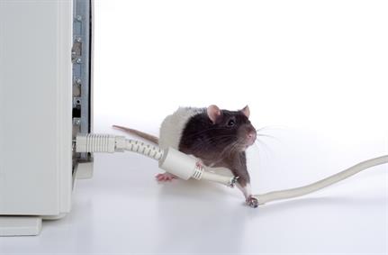 APT group TA505 testing out new modular RAT
