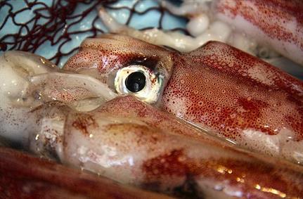 Unpatched squid flaw could result in DoS and remote code execution attacks