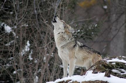 New technology making it easier for 'lone-wolf' crooks to card skim