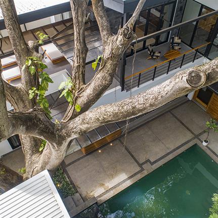 Tree encompassed by VA Studio’s Casos Besos in Costa Rica