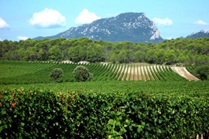 Languedoc-Roussillon plans business boost
